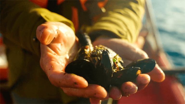 El rol de la mitilicultura en la economía circular y la generación de propuestas innovadoras para la sostenibilidad