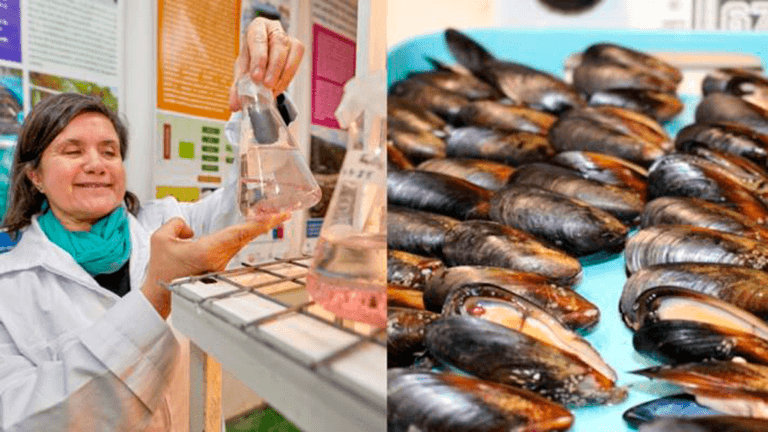 Impulsan plataforma para mejorar el cultivo del mejillón chileno